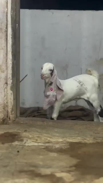 @HUZAIFA ✨