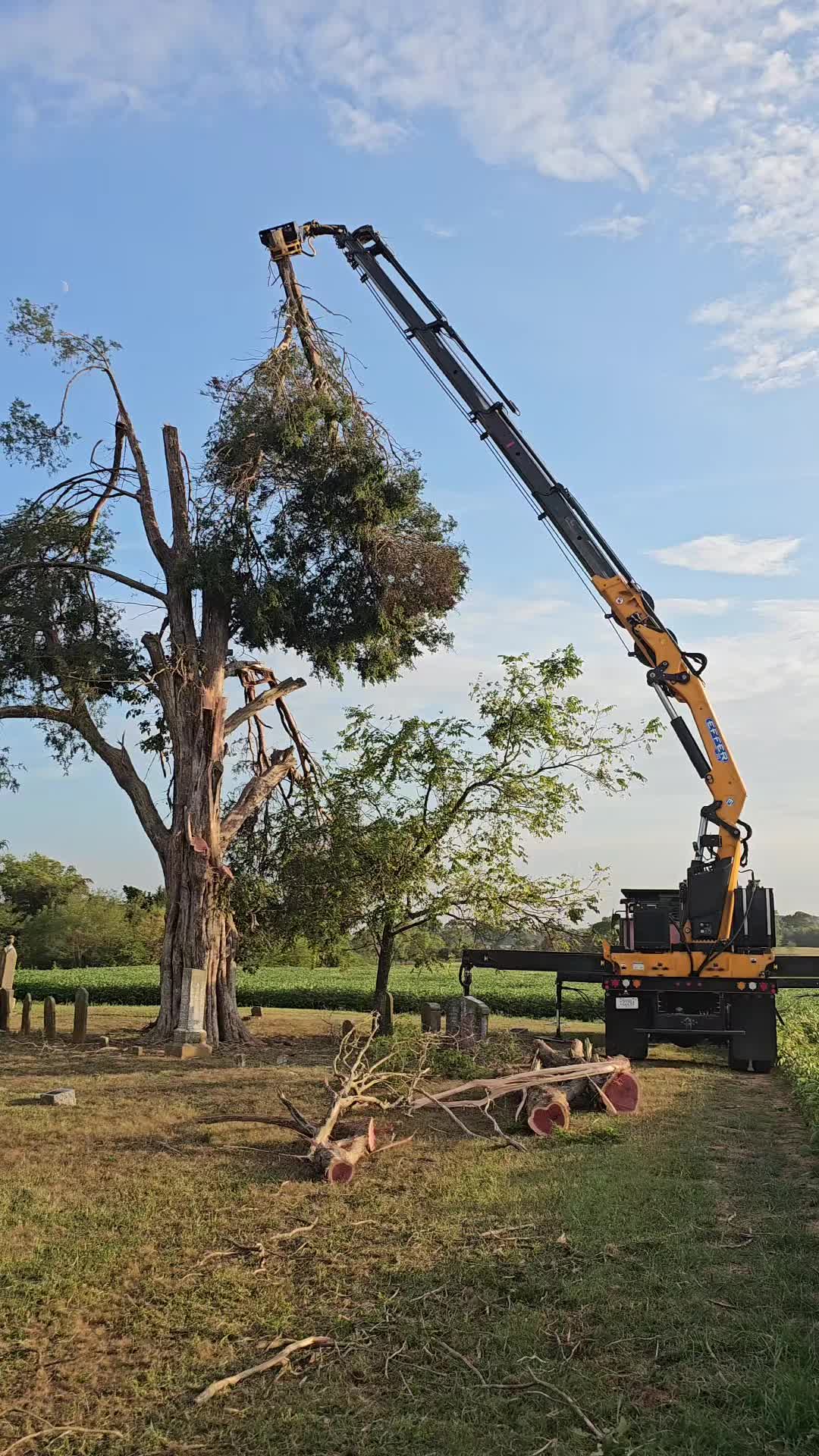 @TLC TREE CHAD