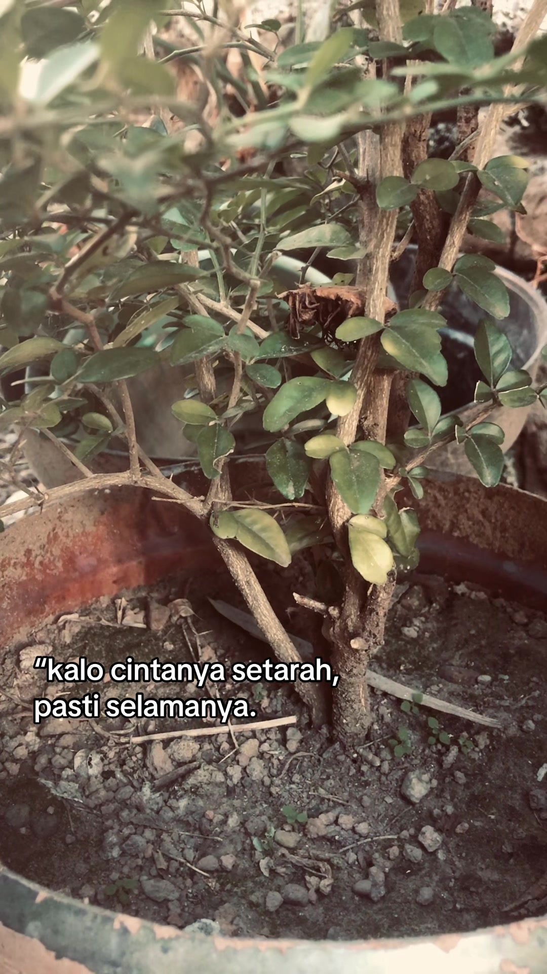 @fikarr