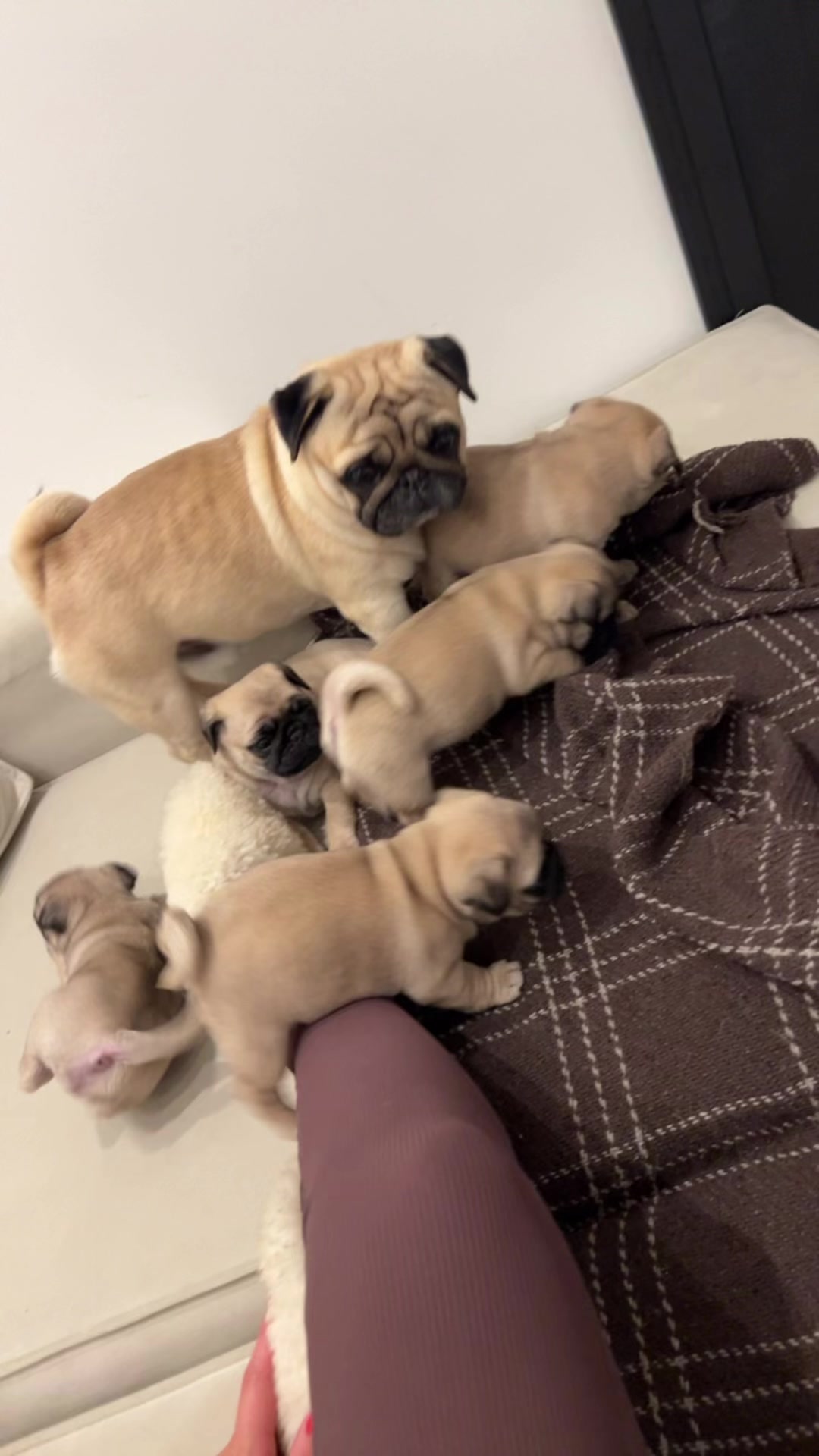 @pugSofyHarry