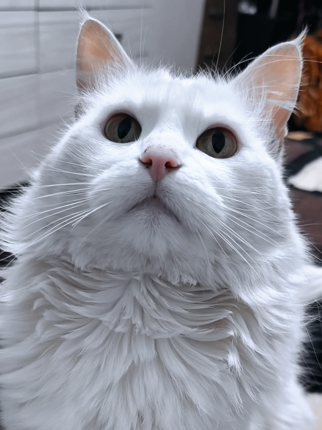 @๐๐ช๐๐ผ๐ฑ๐ช ๐๐ฑ๐ธ