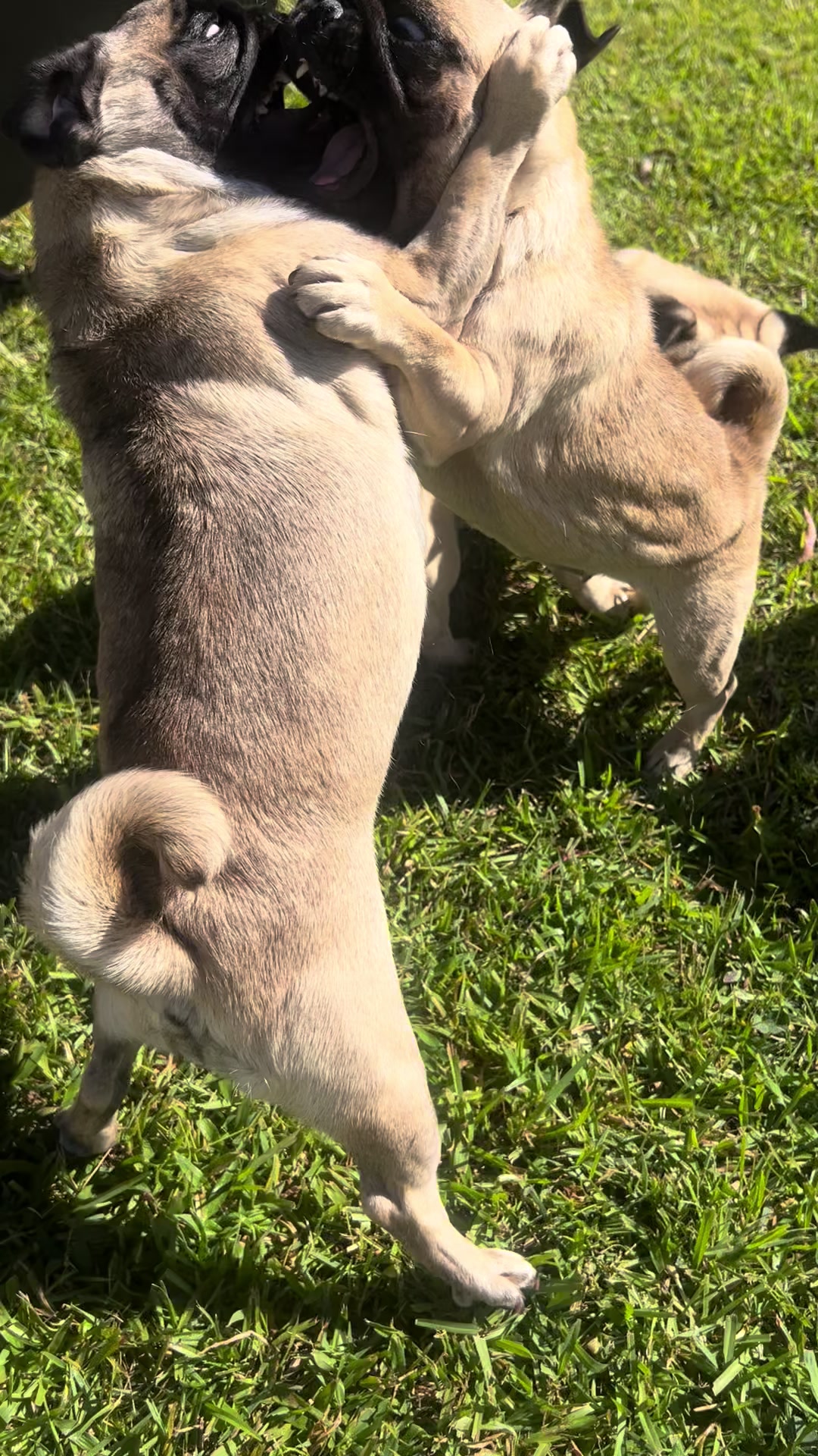 @pugSofyHarry