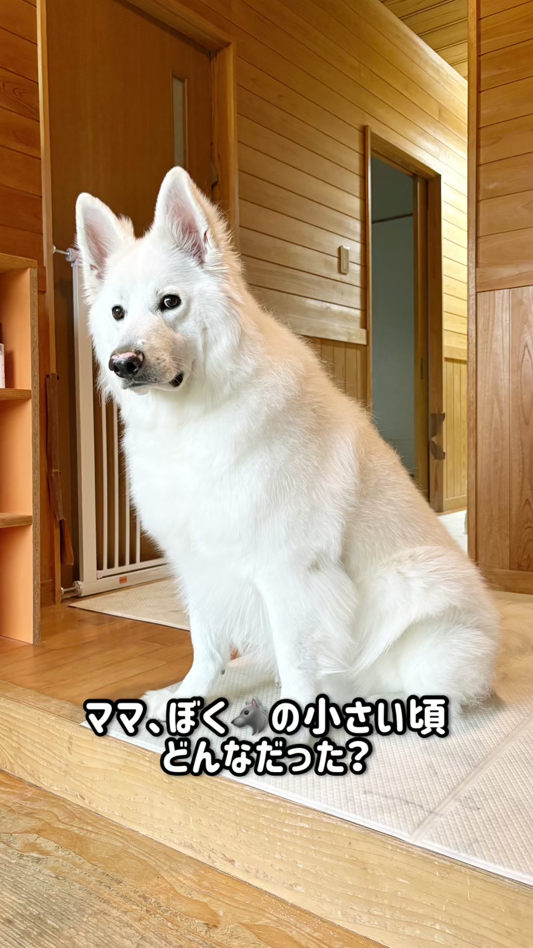 @ねこぷにもふ|ホワイトシェパードのハクちゃん