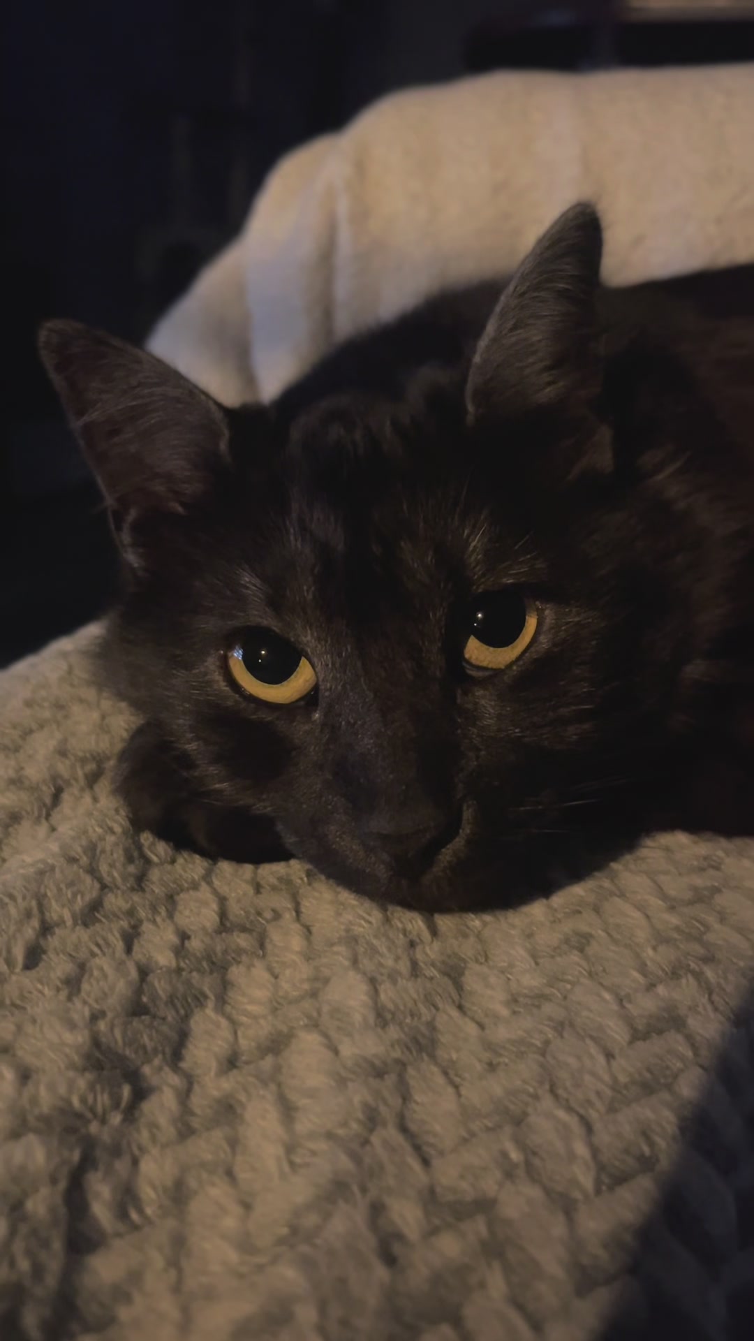 @KIRACAT