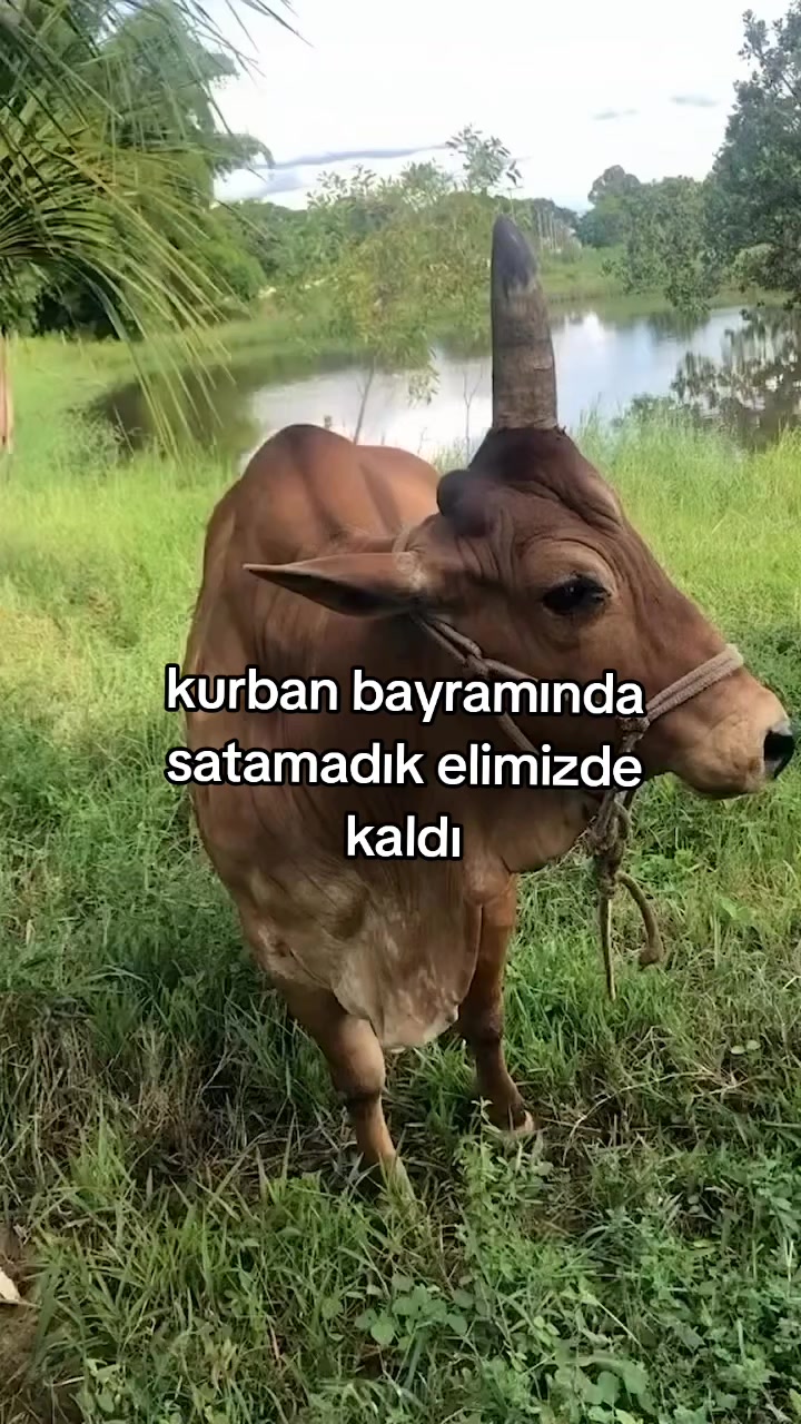 @rolland