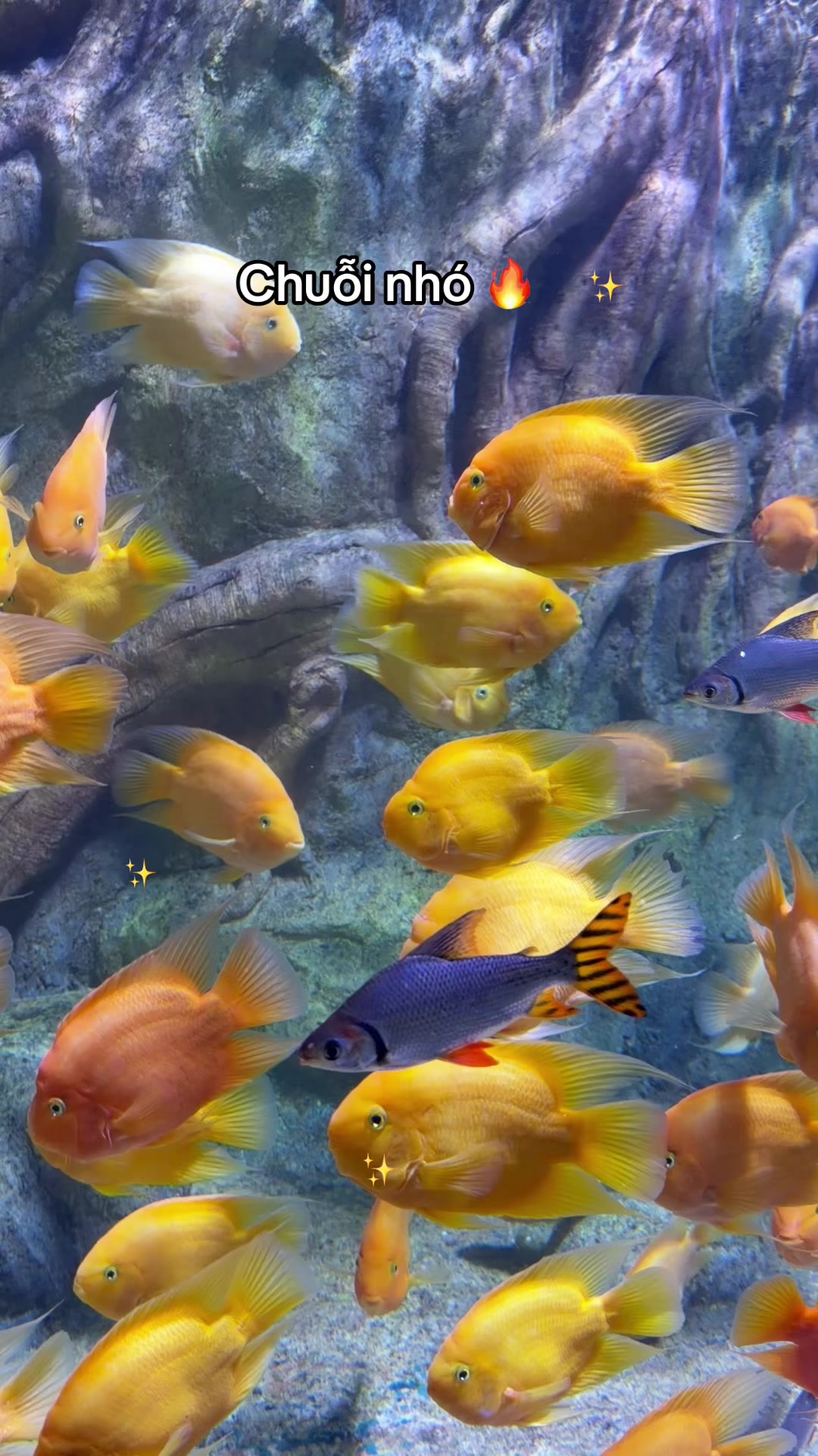 @Zebra hahaha