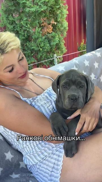 @Кане Корсо