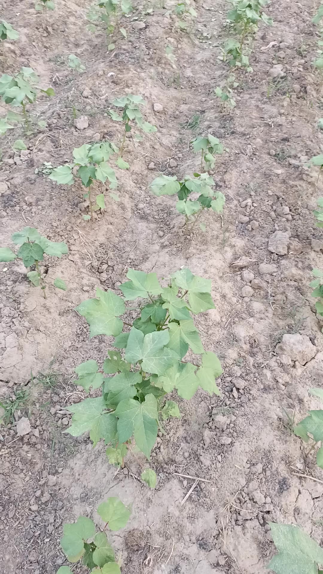 @Mr.Tori.Farming (pathologist)