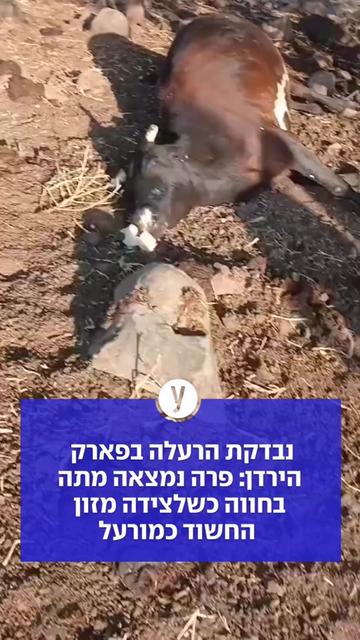 @ynet