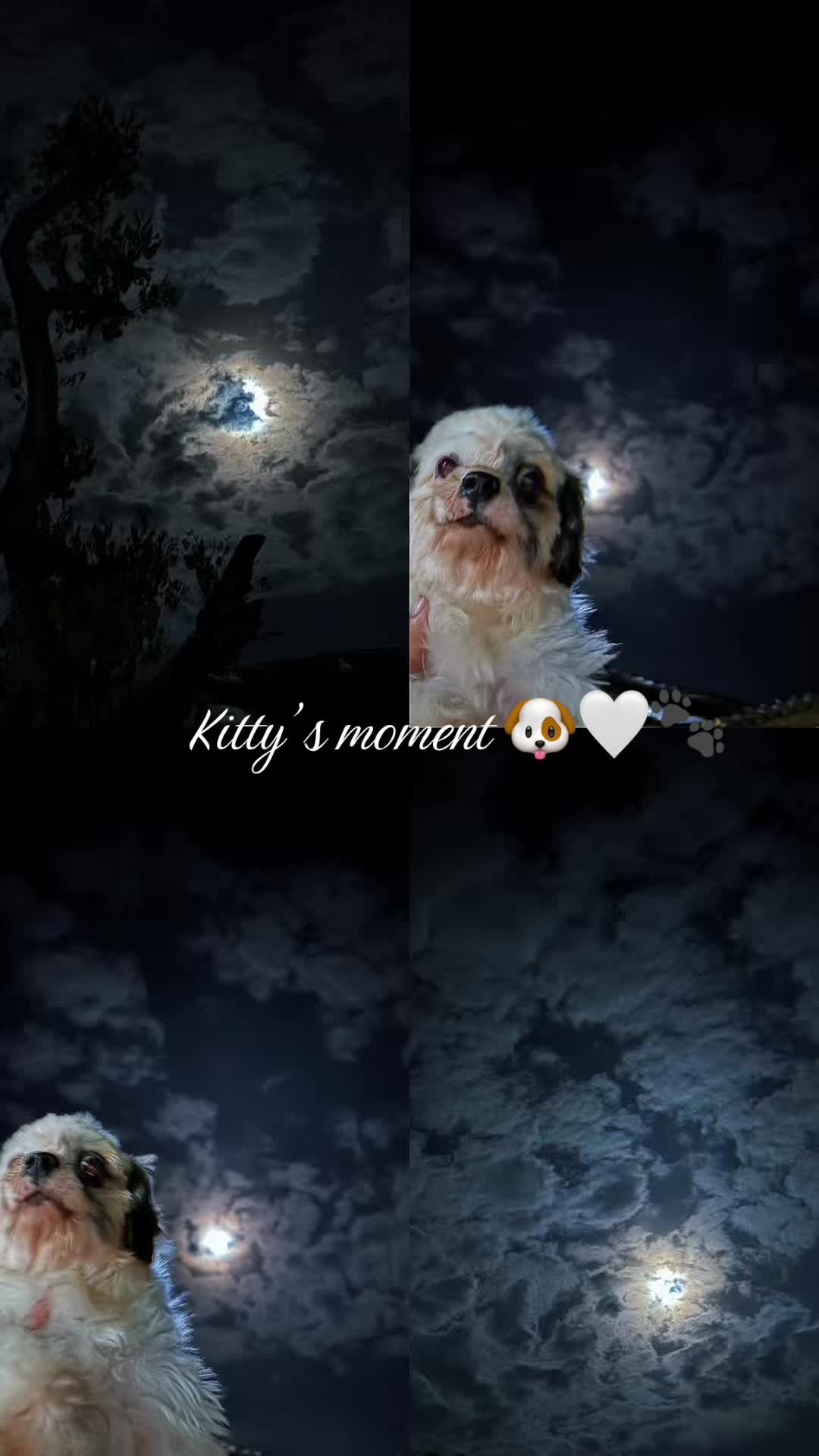 @autum🐕