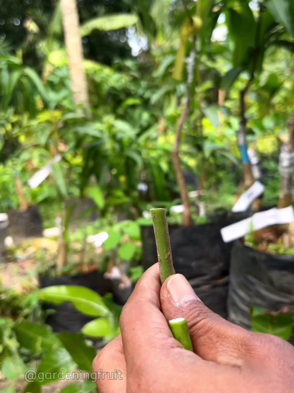 @GardeningFruits
