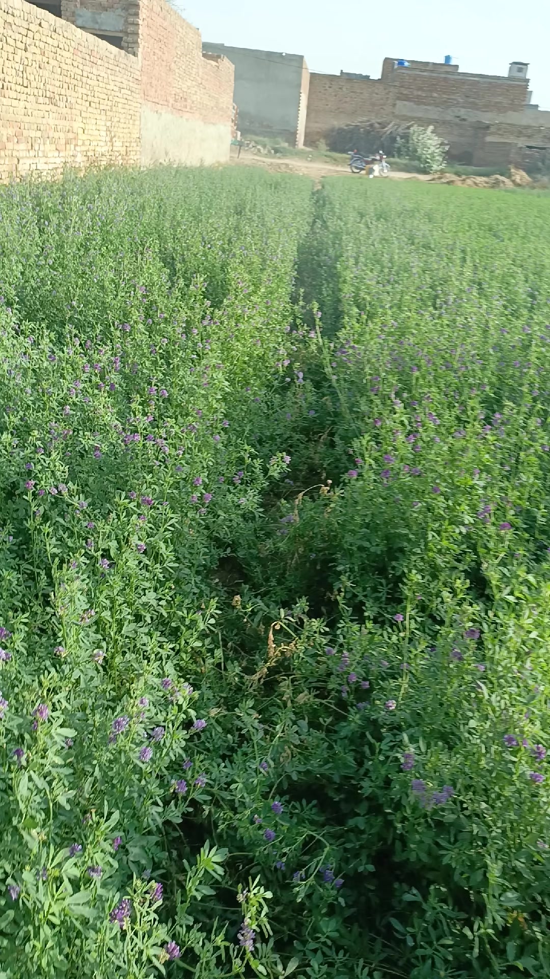 @Mr.Tori.Farming (pathologist)