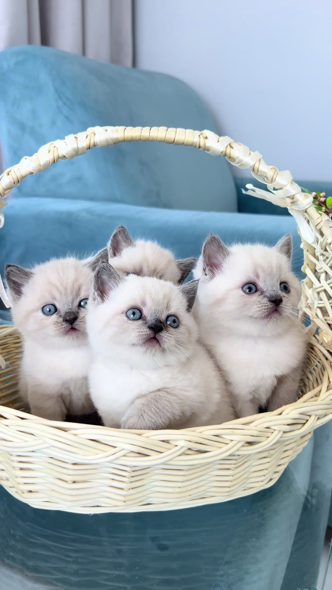 @Трускавецька киця 😻