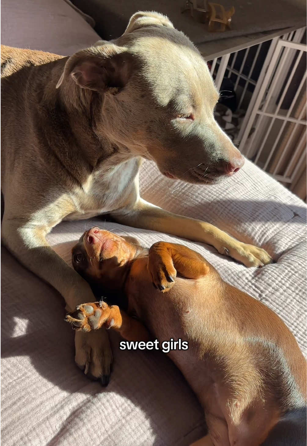 @rhubarb the doggo