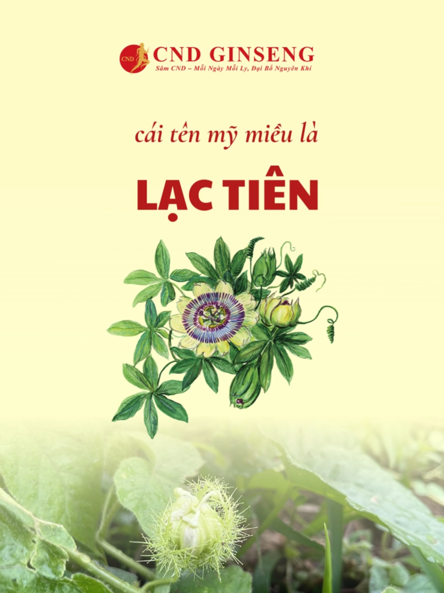 @CND GINSENG B&agrave; Rịa