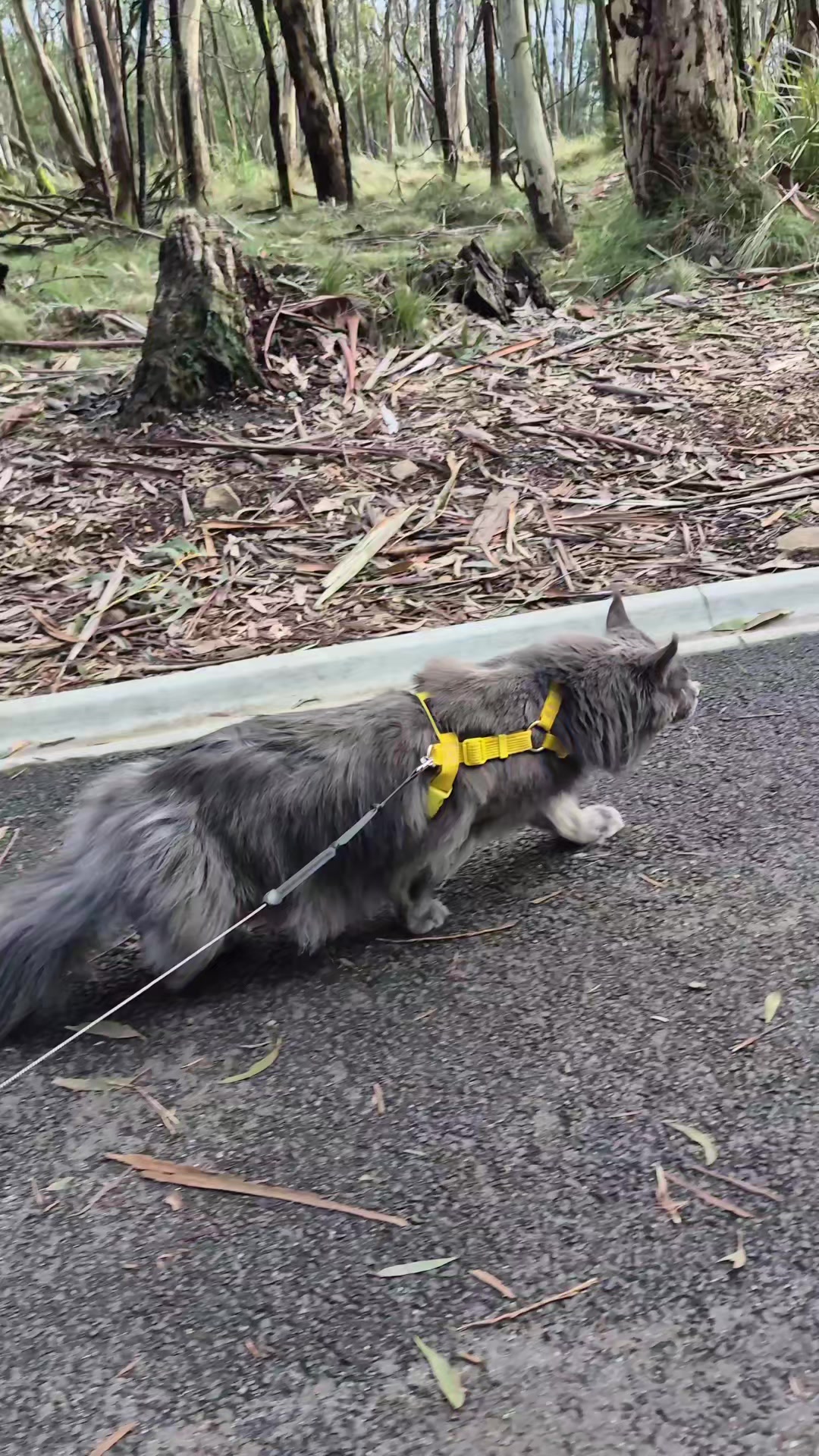 @Ragnar the Maine Coon 🐈