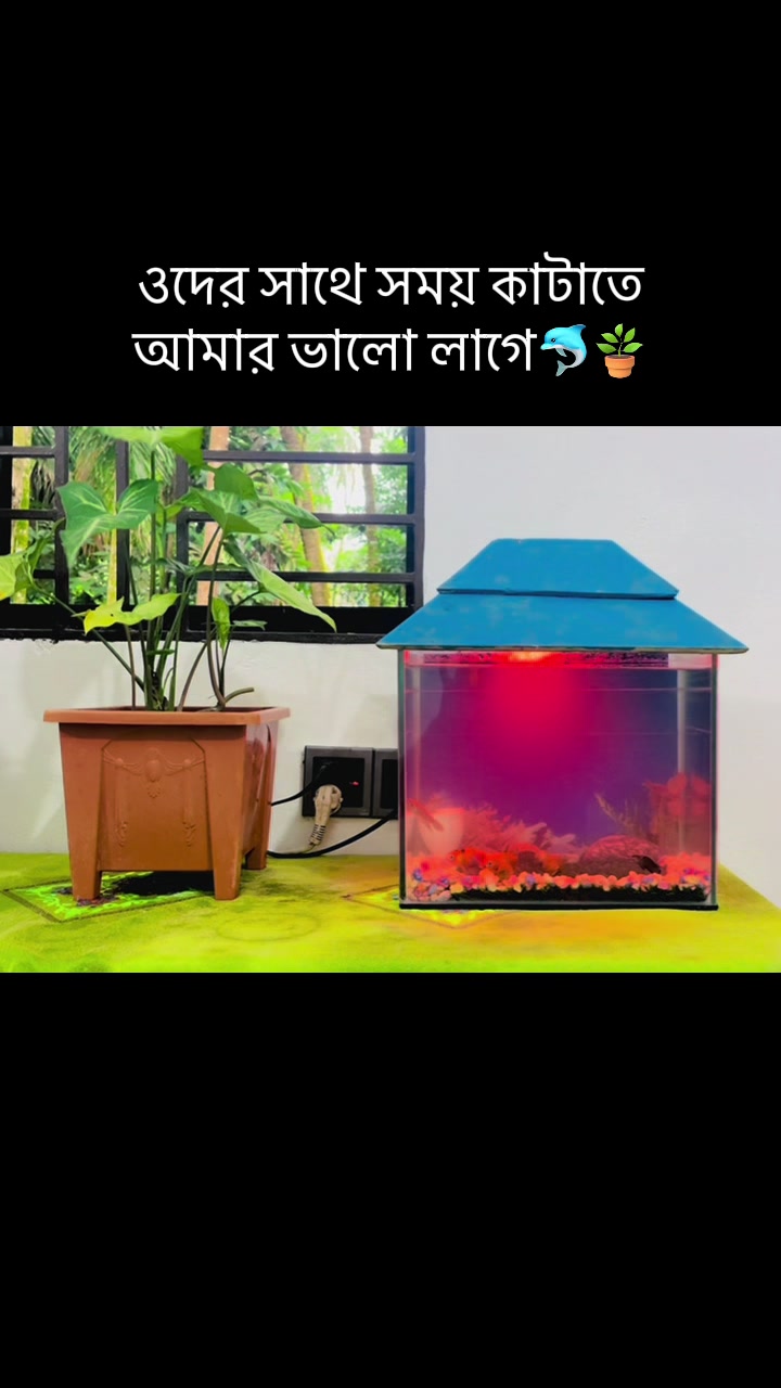 @Musfiqur Rahman Shamim
