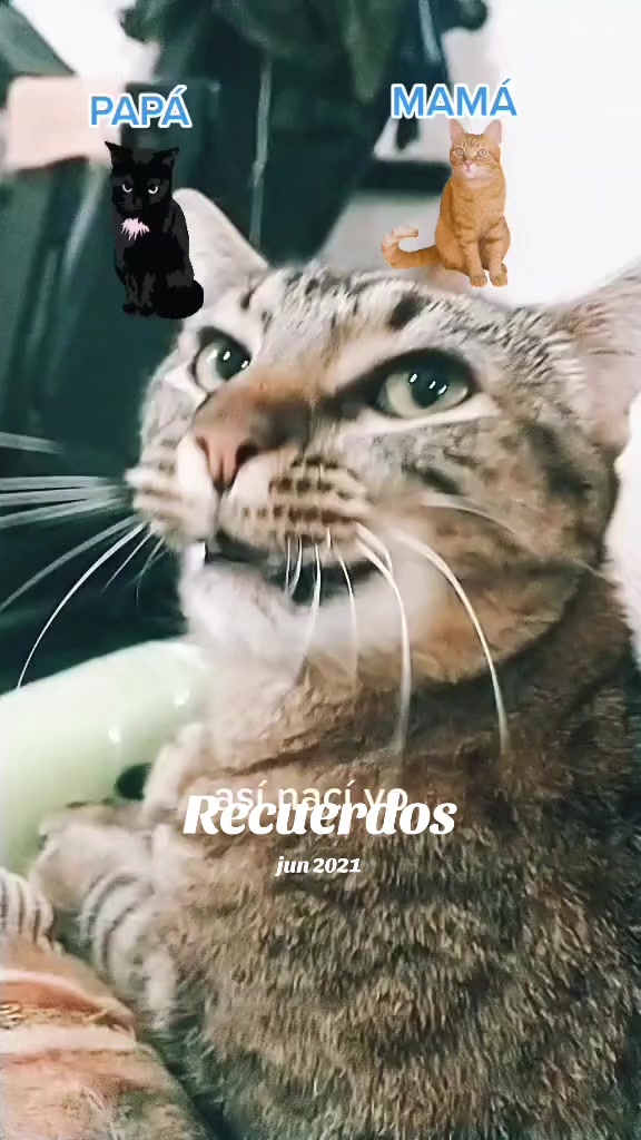 @petuchis