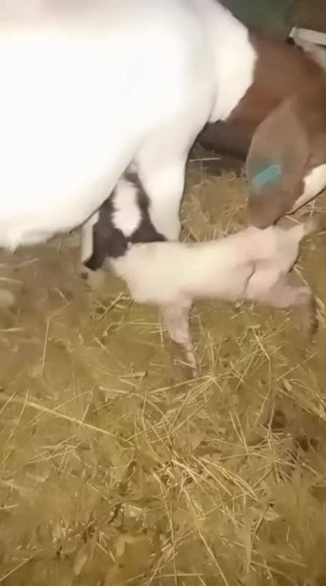 @Hillside farms 🐐