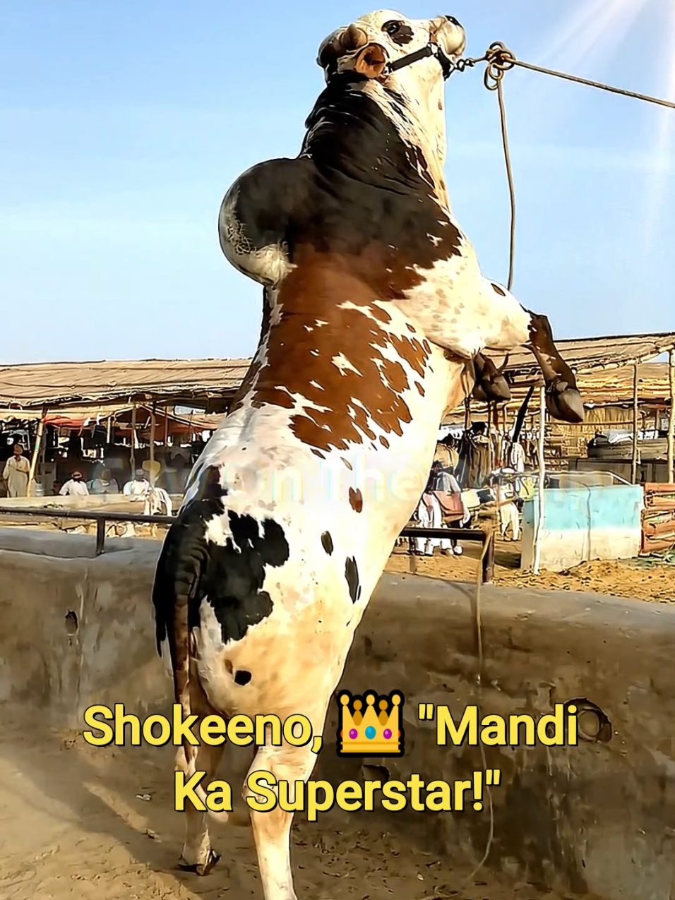@Cow On The Ramp
