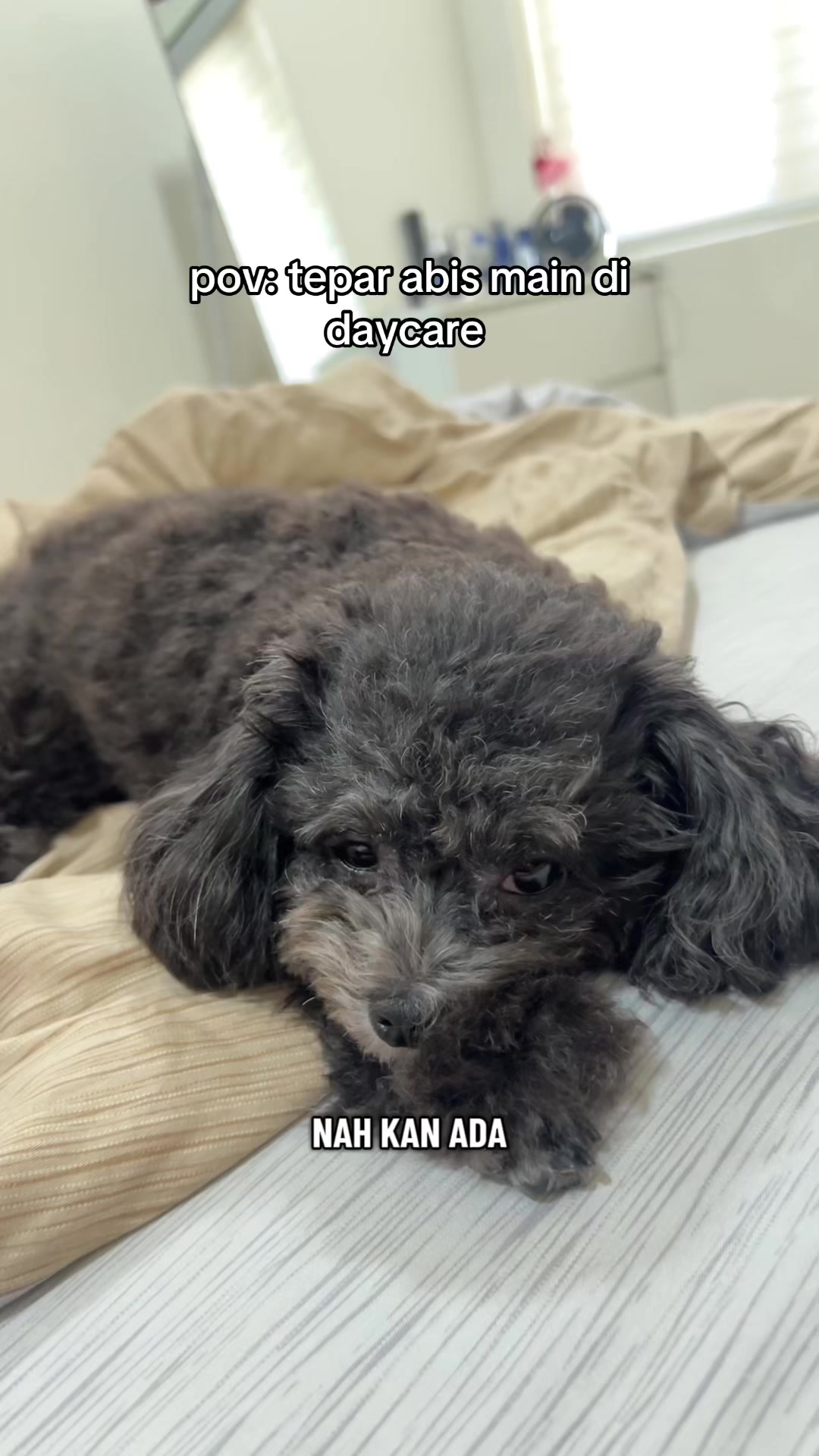 @chippi the poochon