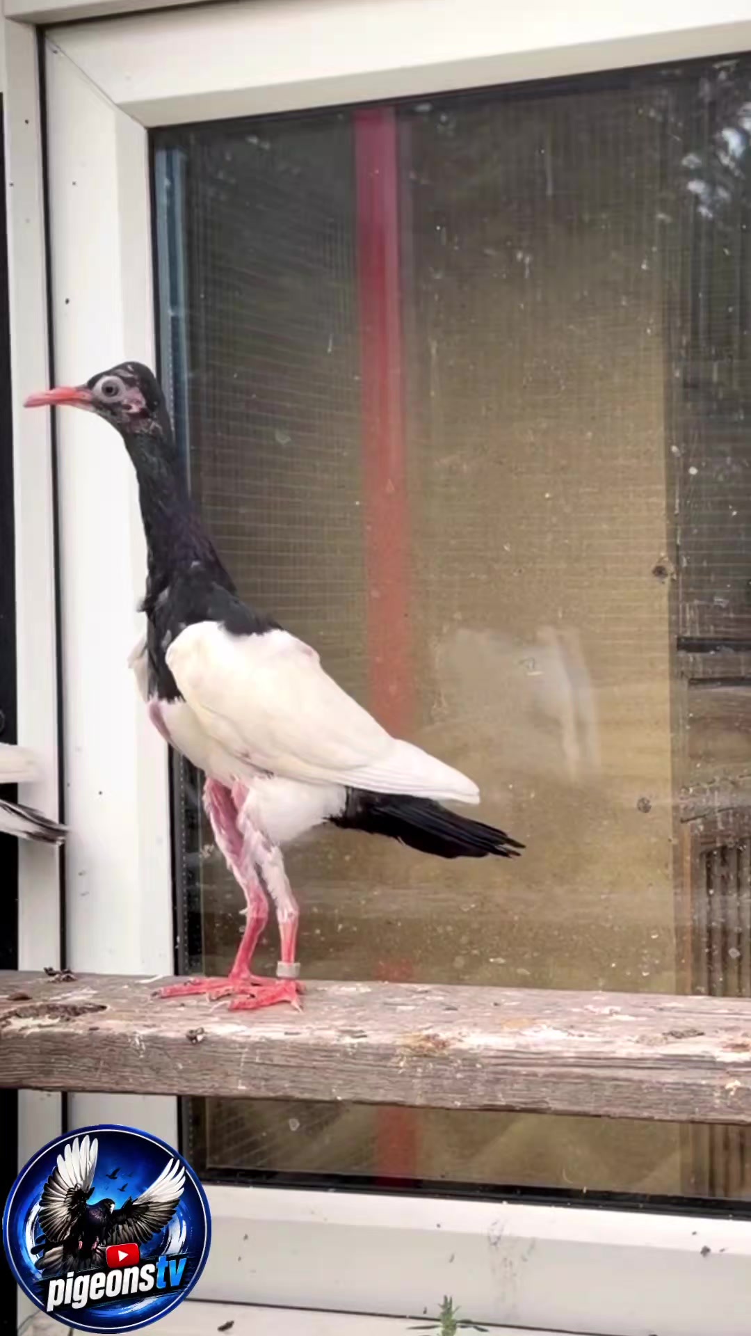 @Pigeons Tv