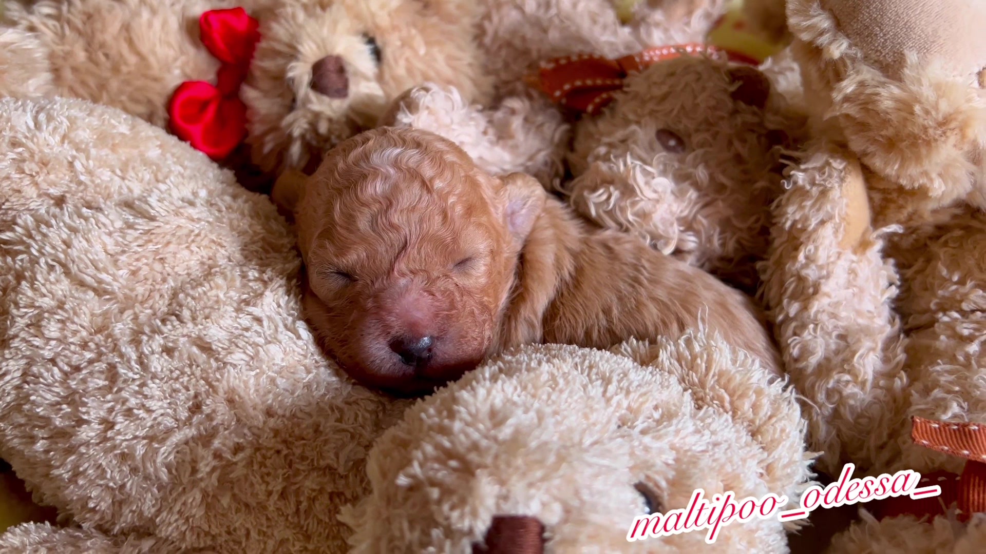 @maltipoo_odessa_