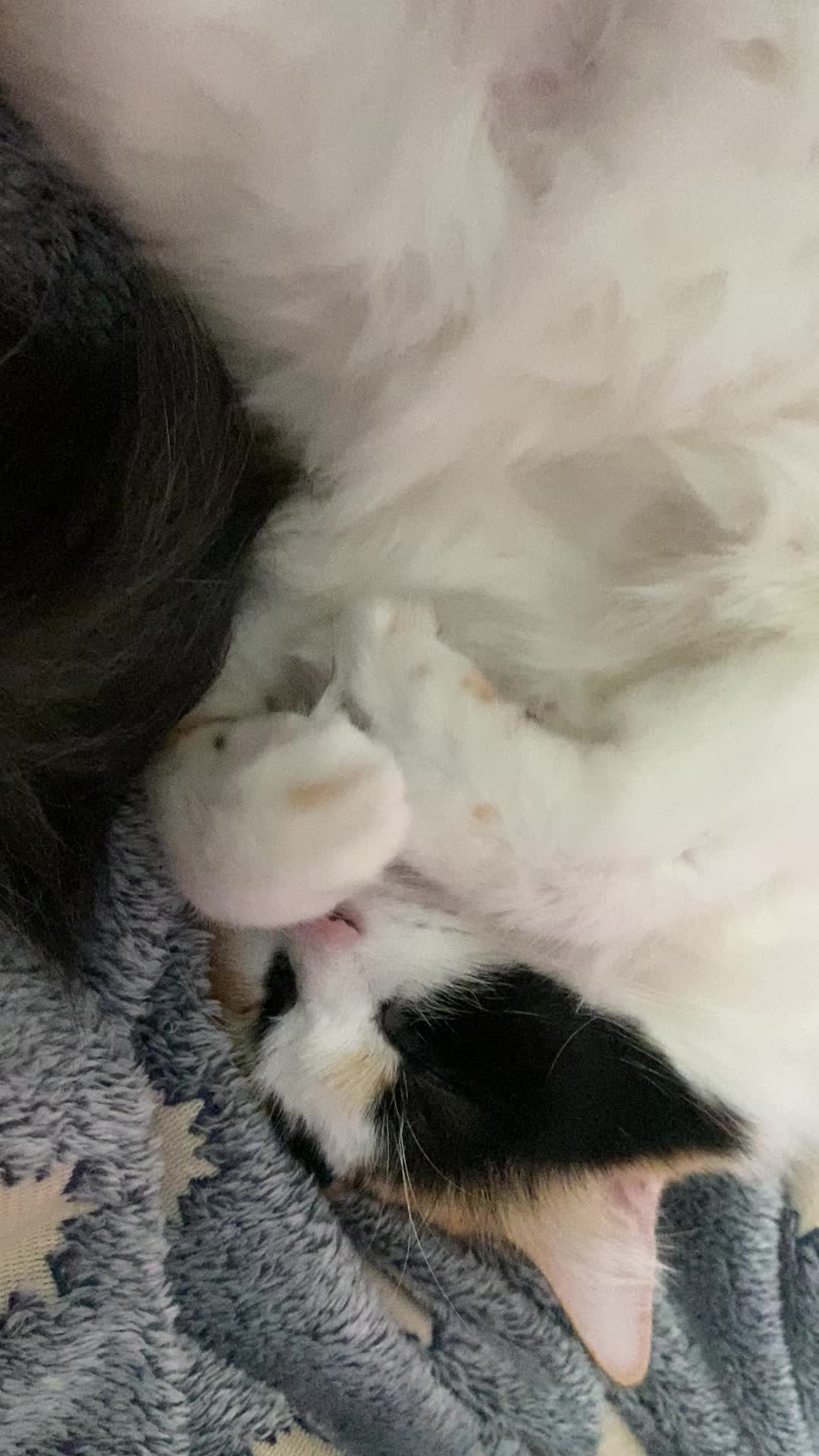 @OnePurrCuddle