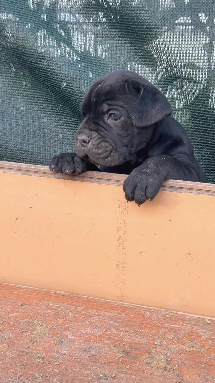 @NeroCaneCorsoKennel