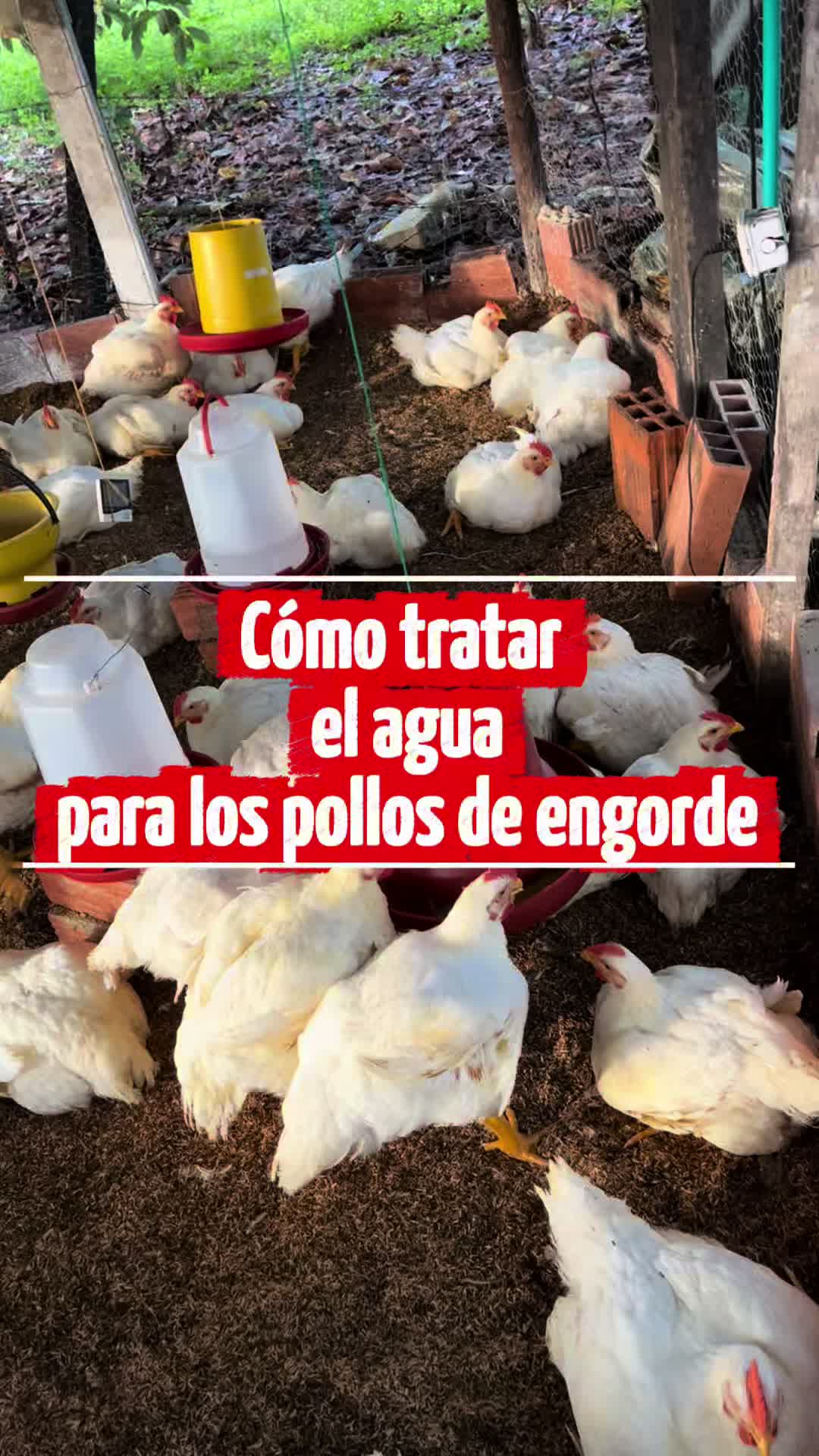 @elmagnatedelospollos