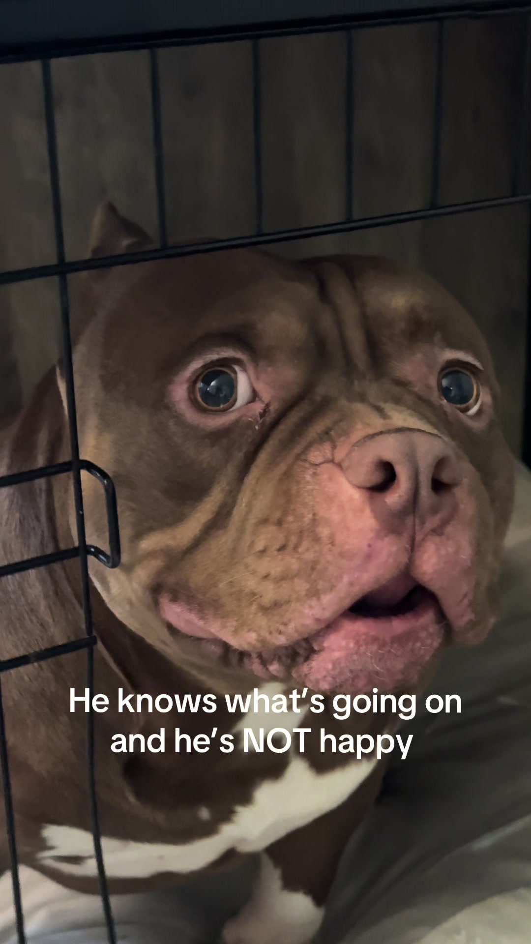 @Boss Bully
