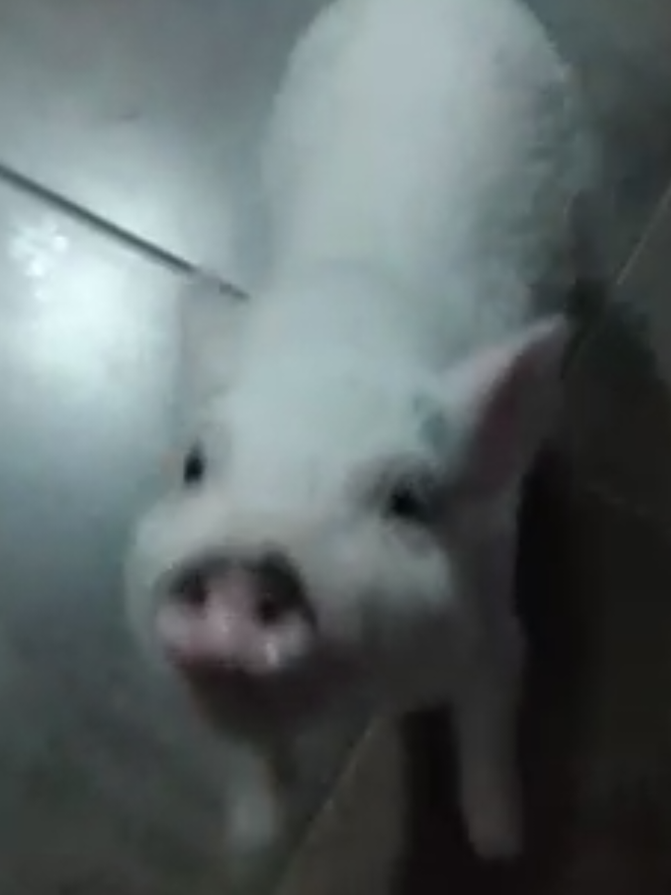 @🐷Ibi.pig🐷