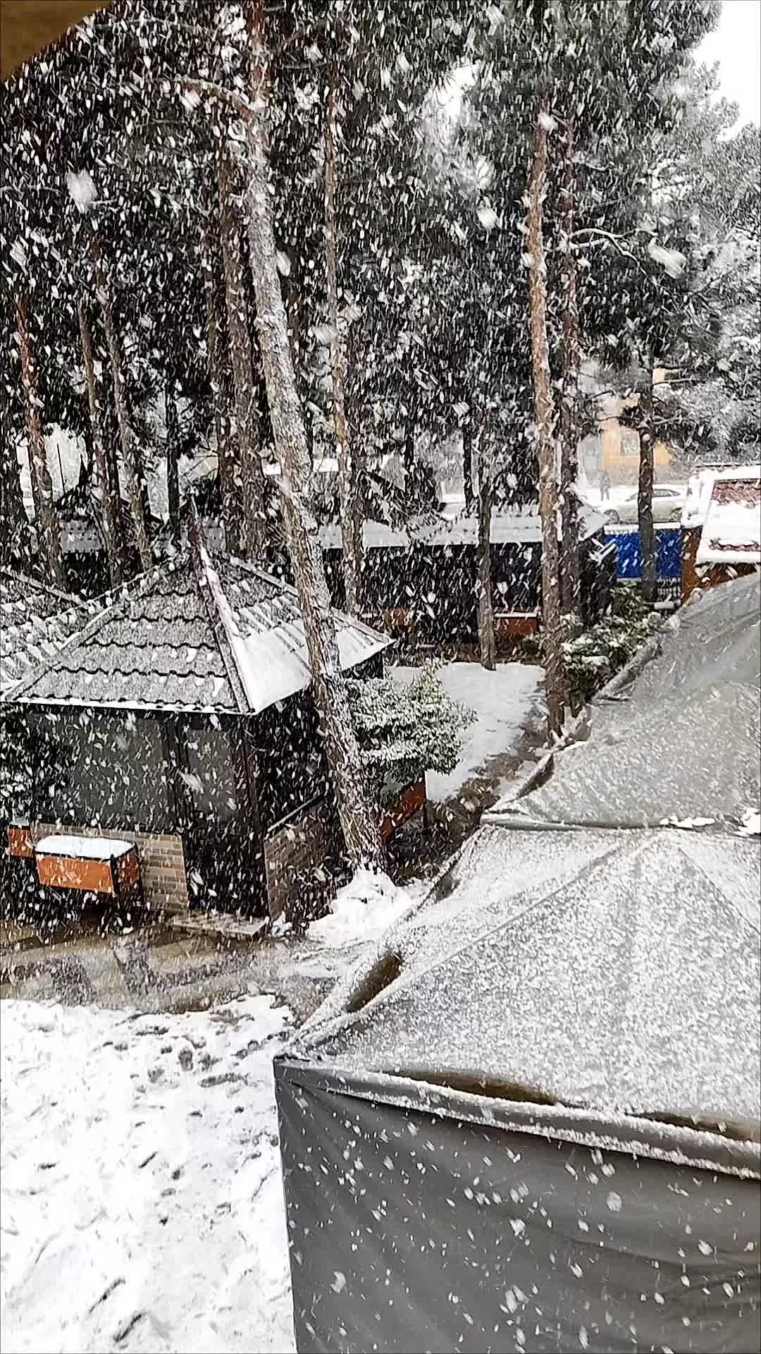 @♥️Konul♥️