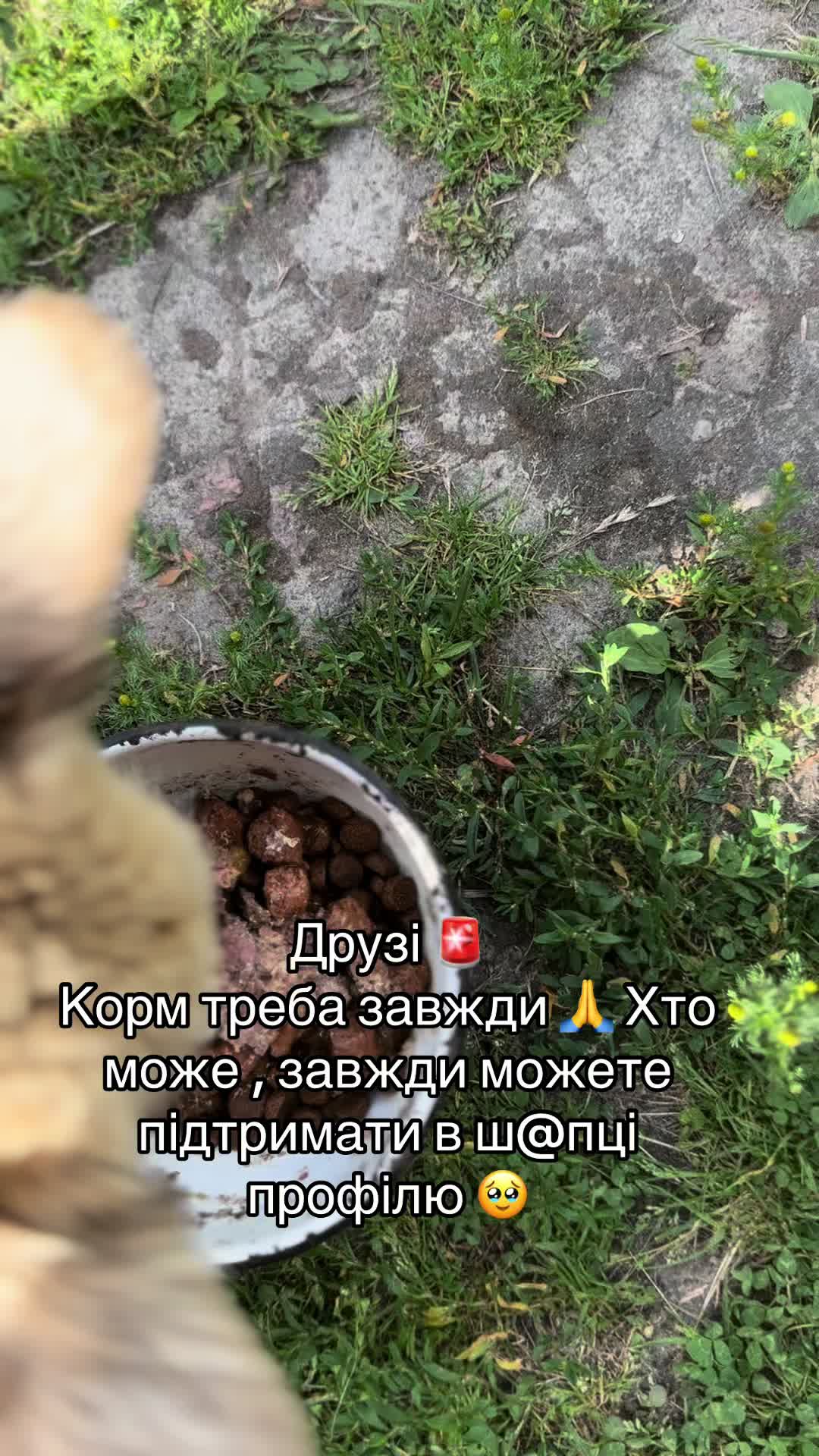 @tanya.help.animal