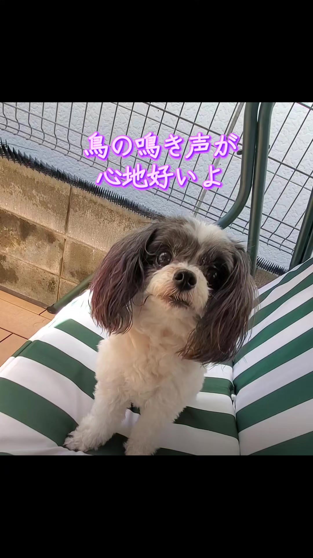 @井坂みどり