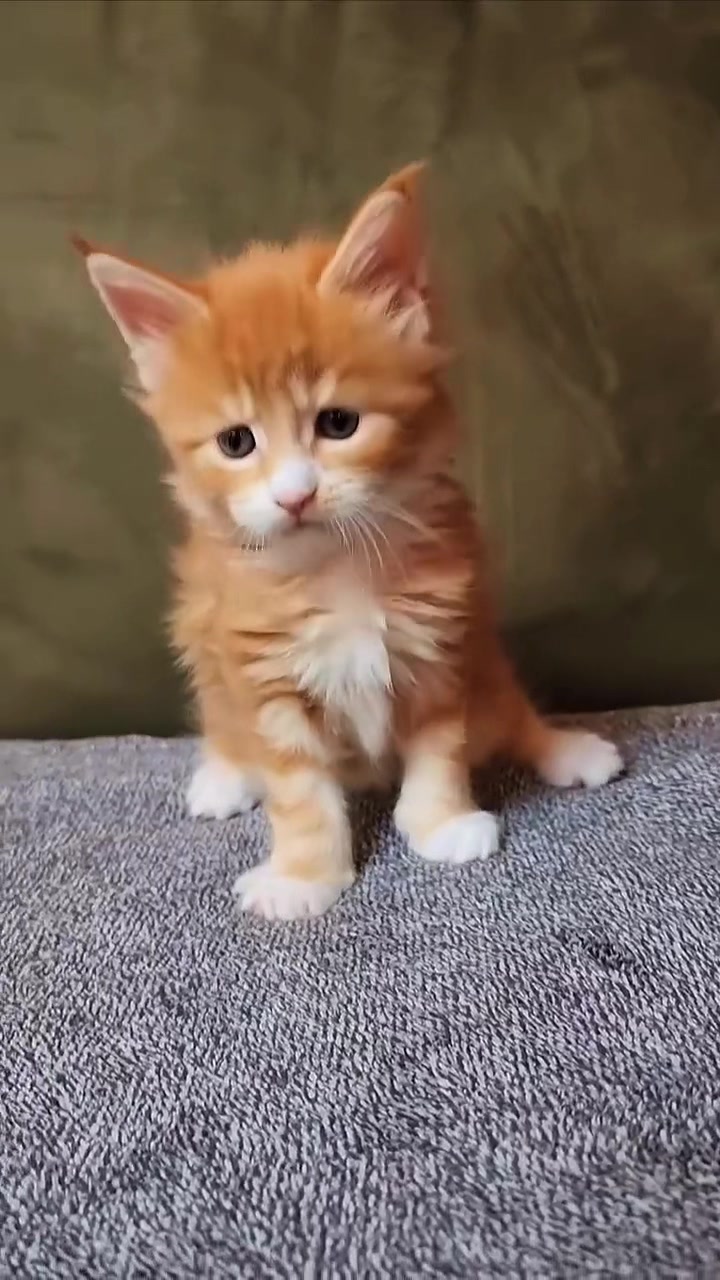 @Maine Coon Kittens