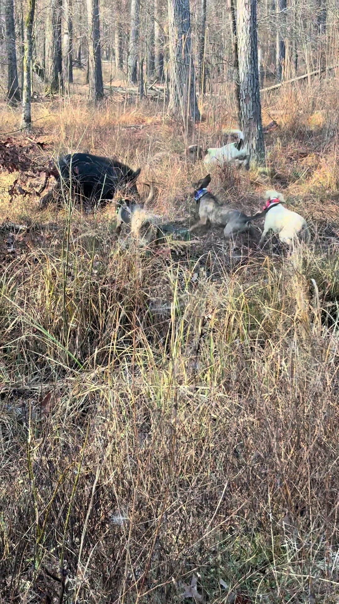 @Wade Holdcraft-Hound Recovery