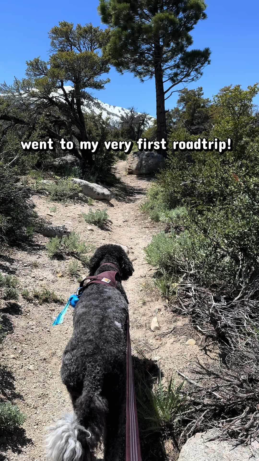 @Luna - The Goodest Labradoodle
