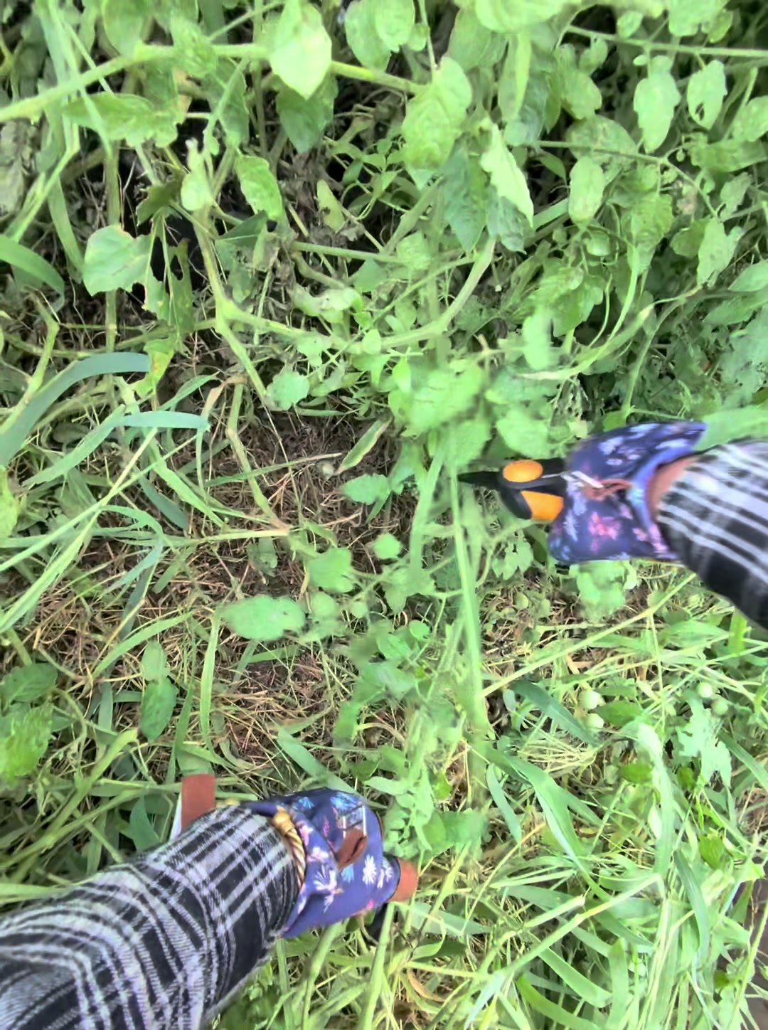 @Planted757