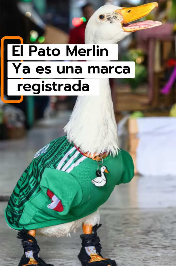 @Bibi Hern&aacute;ndez
