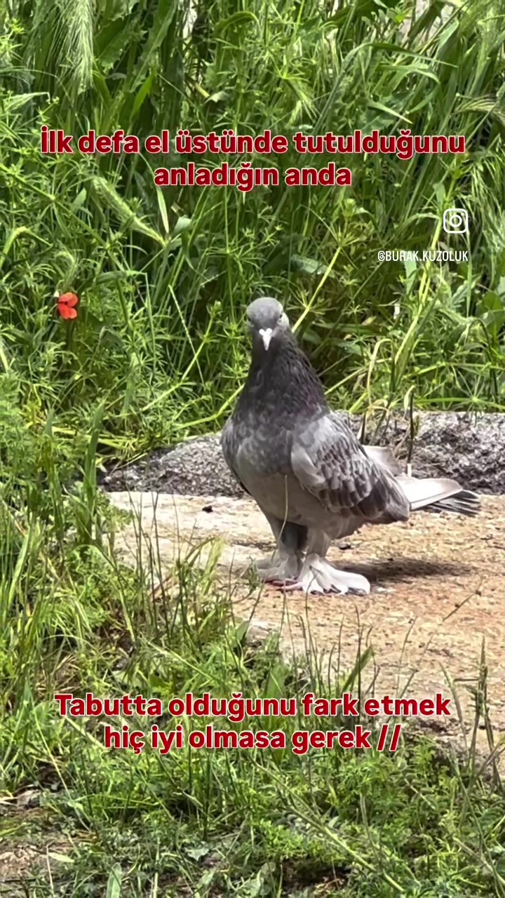 @burak.KUZOLUK [ Kuşlar Vadisi