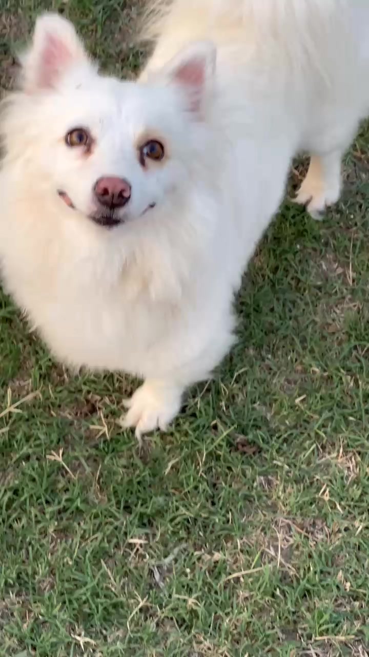 @PETS LOVER 🐕