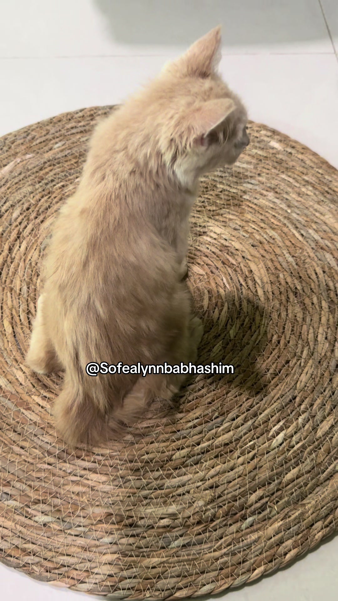 @ֆօʄɛǟʟʏռռ