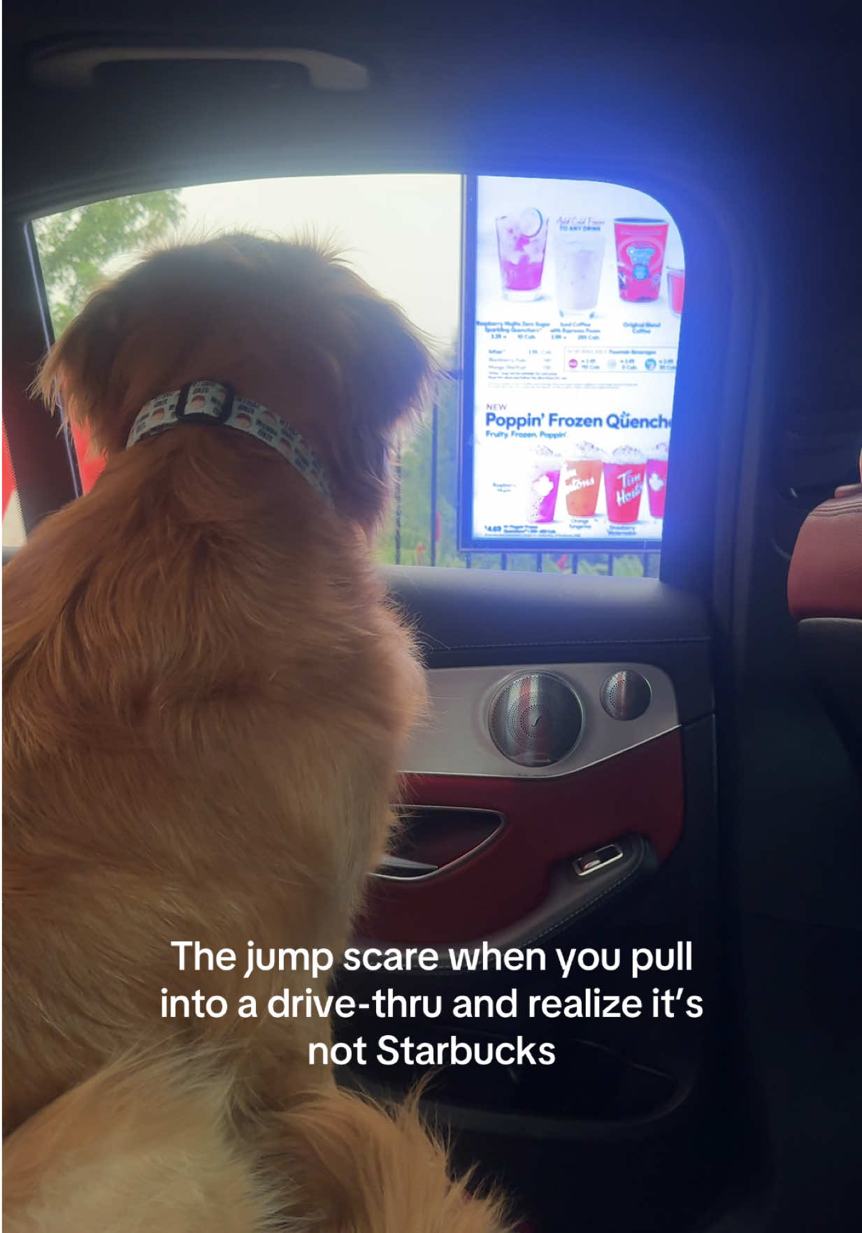 @Bentley the Spicy Golden🌶️