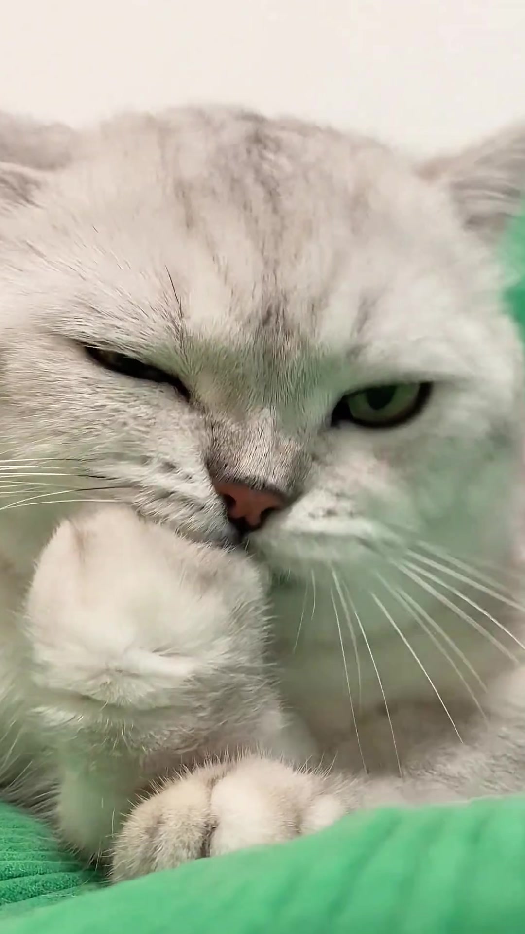 @Cute_kitten