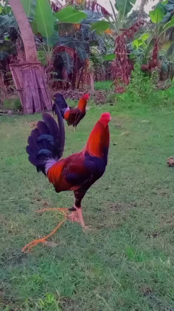 @BONALNOKK🐓