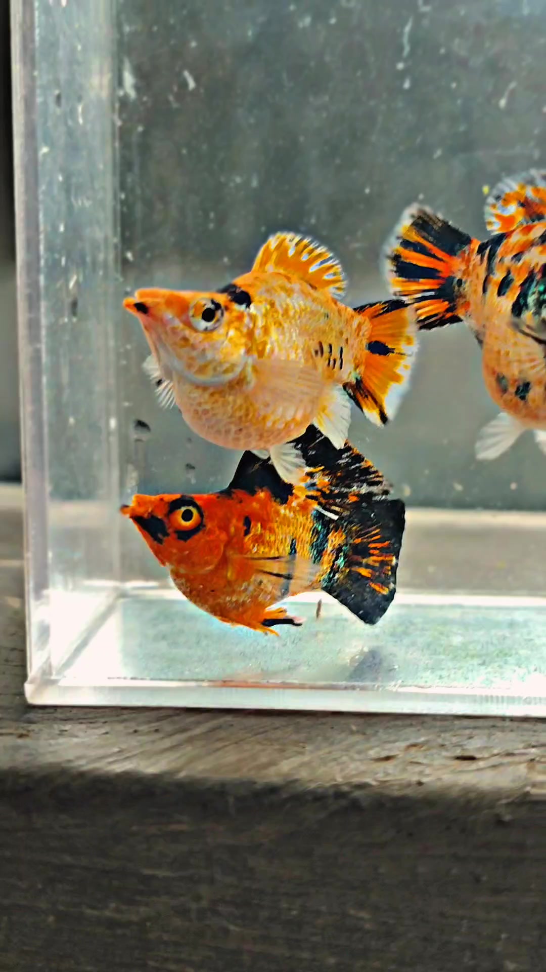 @Ramon Fish Banyuwangi