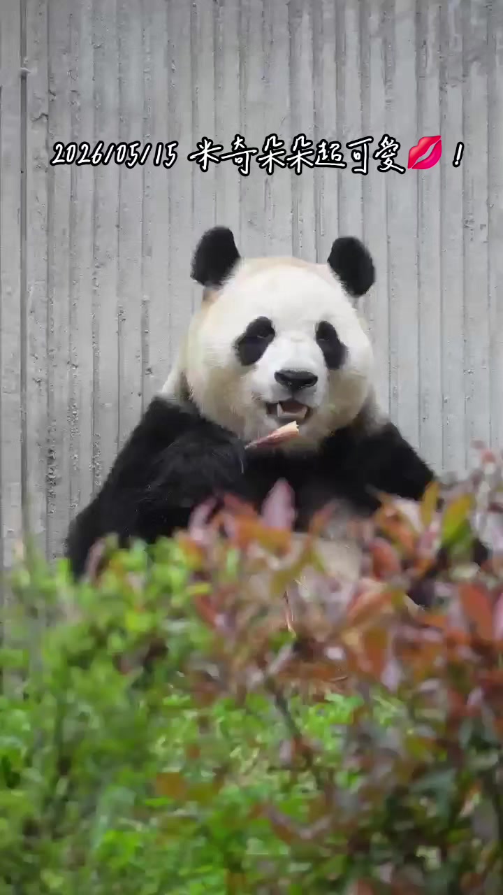 @福寶需要愛的抱抱