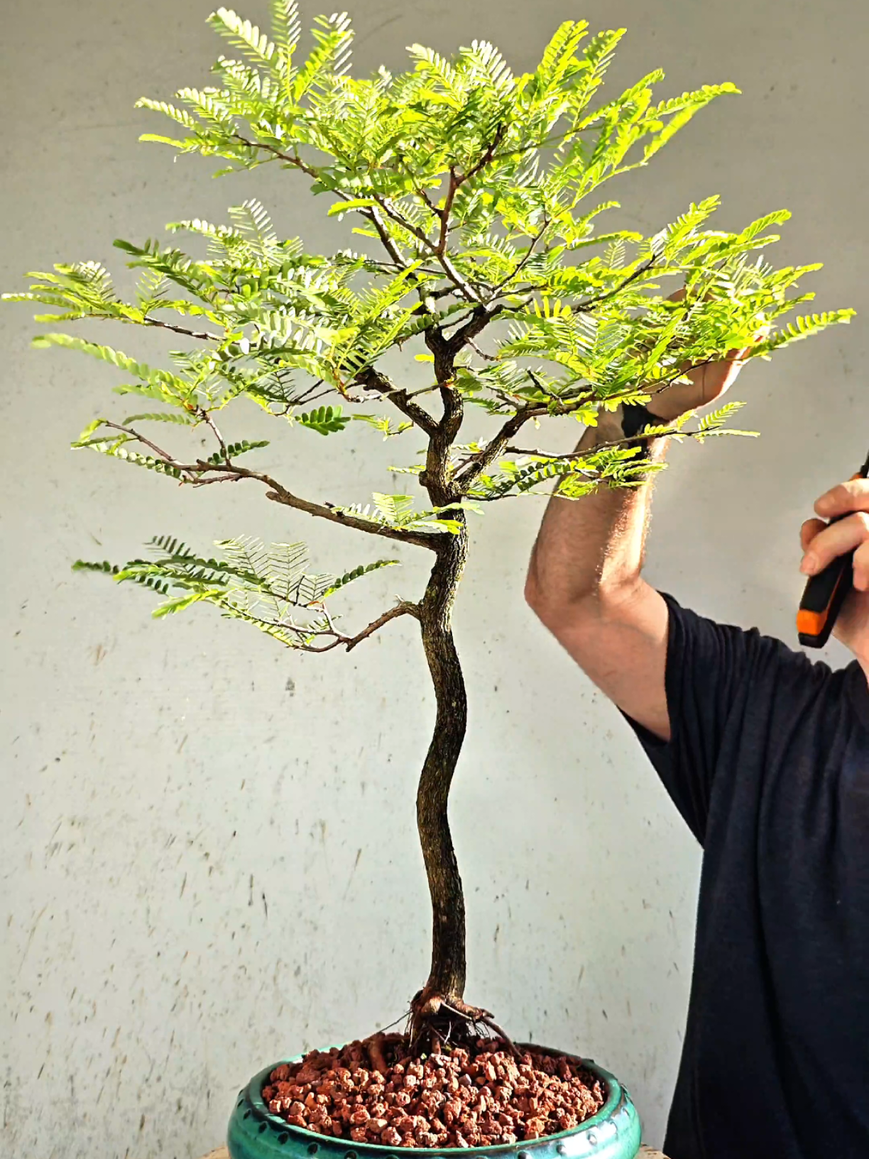 @Bryan Loves Bonsai