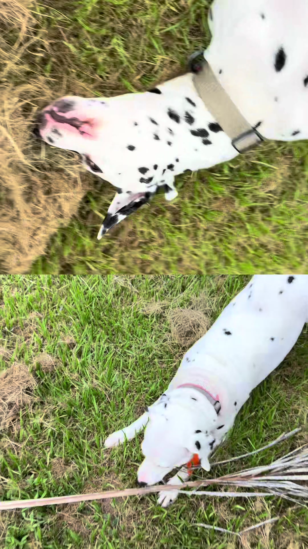 @Spottedchaos